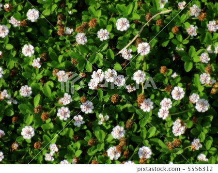 盛開的沙丁魚 5556312