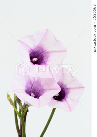 Flowers of rare flowering sweet potatoes 5556568