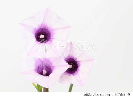 罕見的開花的白薯花 5556569