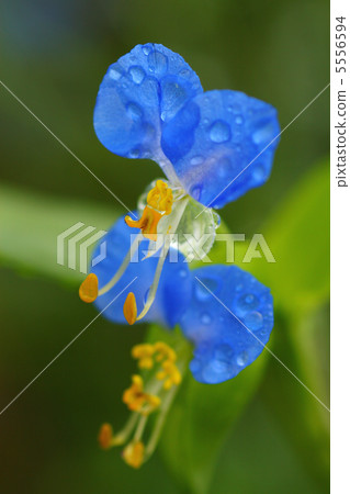 Commelina communis 5556594