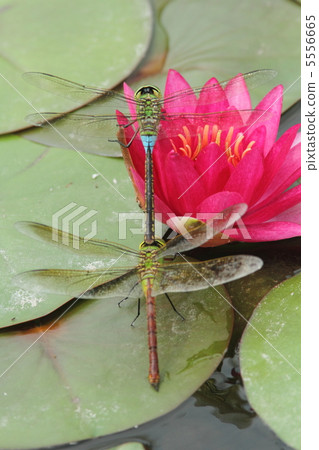 一對ginyumaes產卵 一對ginyumaes產卵 5556665