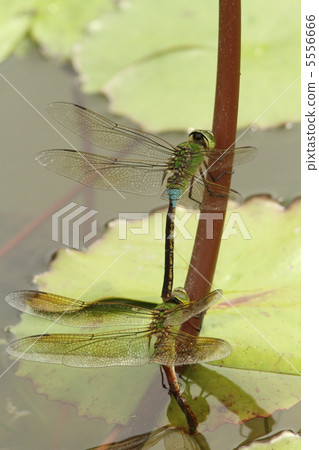 一對ginyumaes產卵 一對ginyumaes產卵 5556666