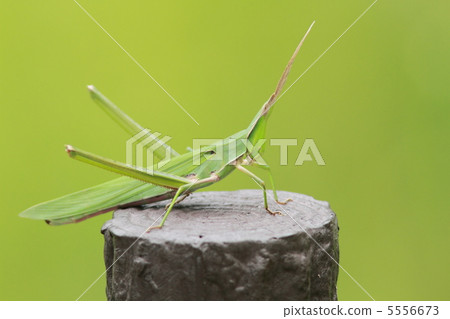 肖亮螞蚱 5556673