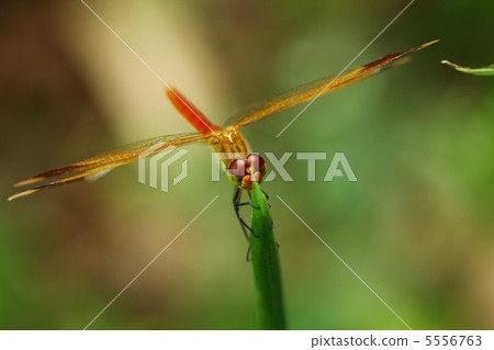 Red dragonfly (similar to Miyama makane) Red dragonfly (similar to Miyama makane) 5556763