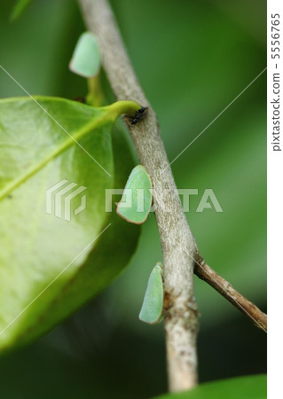 Aoi Bahagoromo 5556765