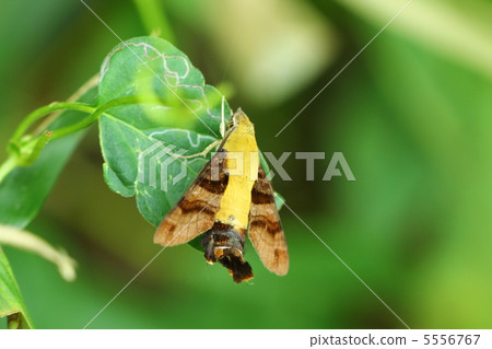 Powered by Translate 5556767