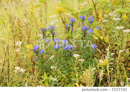 龍膽和花 龍膽和花 5557192