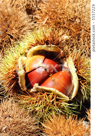 Chestnut Chestnut 5557229