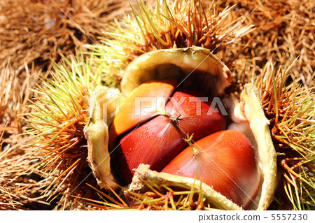 Chestnut Chestnut 5557230