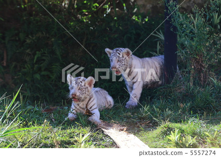 白虎寶寶 5557274