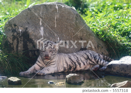 White Tiger Baby 5557318