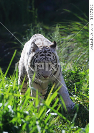 White Tiger   5557362