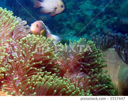 Skunk · Anemonefish Skunk · Anemonefish 5557447