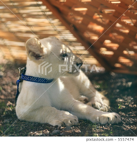 White lion baby 5557474
