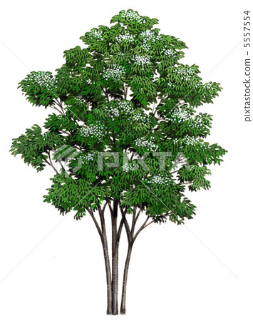 Sketch of Yamabashi Sketch of Yamabashi 5557554