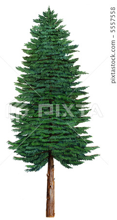 Landscape illustration of trees, precision planting drawing of cypress (cypress) 5557558