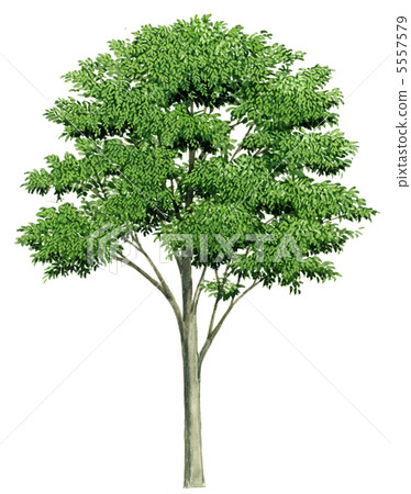 Sketch of zelkova, precision botanical drawing of zelkova Sketch of zelkova, precision botanical drawing of zelkova 5557579
