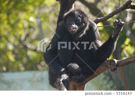 Jeffrey Spider Monkey Jeffrey Spider Monkey 5558147