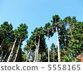 Cedar  5558165