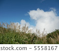 Miscanthus 5558167
