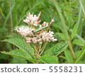 Flowers and grass 5558231