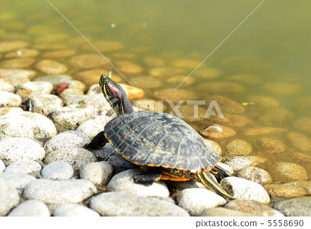 Turtle 5558690