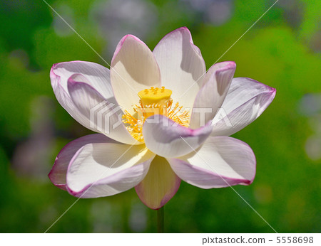 一朵蓮花 5558698