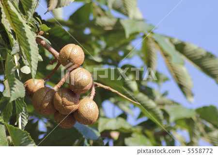 Fruit of Tinon 5558772