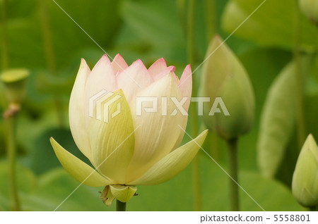 Lotus flower  5558801