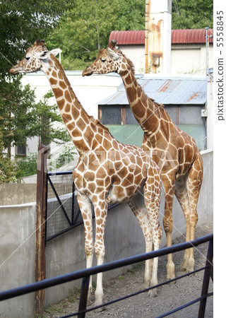 麒麟旭山動物園（旭川市） 5558845