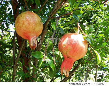 Pomegranate (gypsum) 5558920