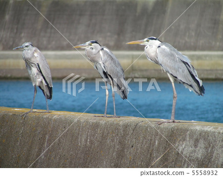 Gray heron 5558932