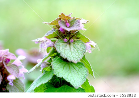 Princess Dancing Princess Dancing 5558938