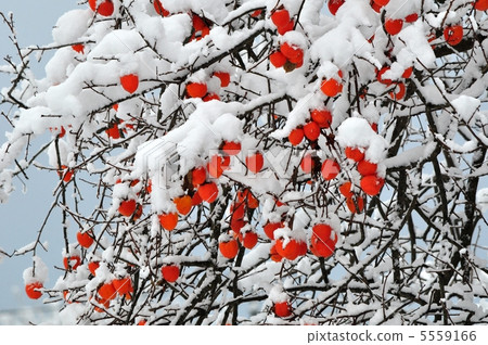 Persimmon tree on a snowy day Persimmon tree on a snowy day 5559166