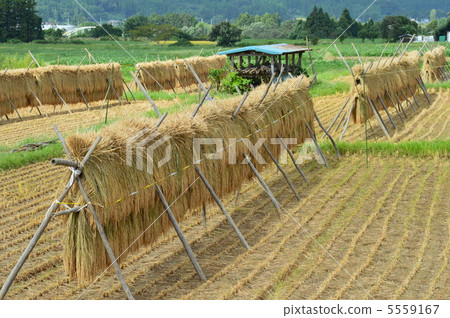 Rural landscape with injured rice 5559167
