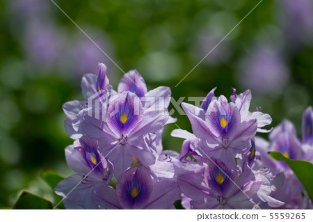 Water hyacinth 5559265
