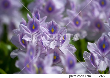 Water hyacinth Water hyacinth 5559278