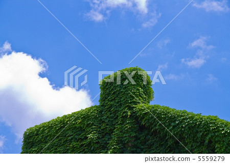 A roof covered with ivy 5559279