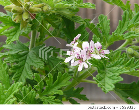 Centered geranium 5559325