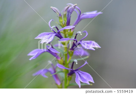 看到拉布Kyou 看到拉布Kyou 5559419