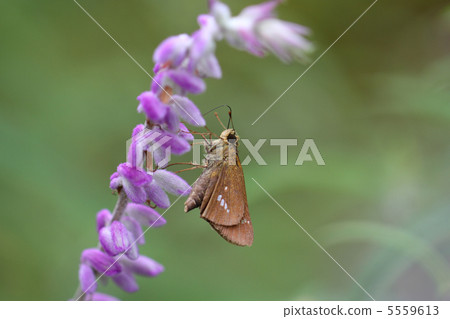 Ichimon dieselis 5559613