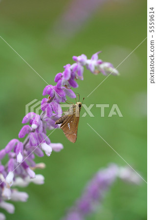 Ichimon dieselis 5559614