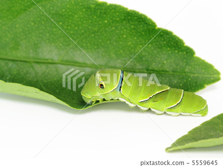 石灰葉子毛蟲 5559645