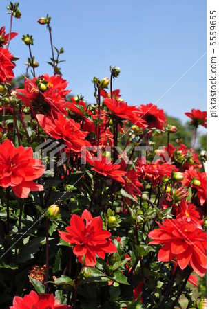 Red dahlia Red dahlia 5559655