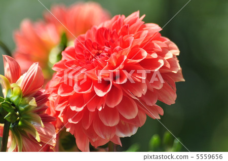 Young Pine Young Pine 5559656