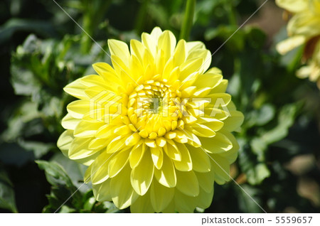 Yellow dahlia Yellow dahlia 5559657
