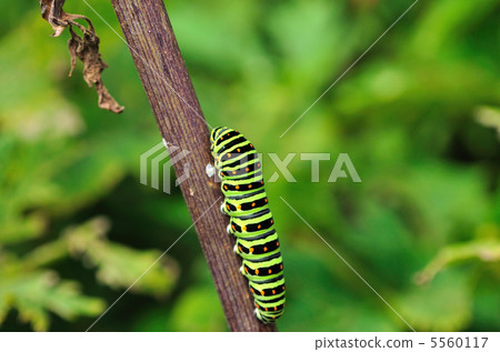 Elder life instar larva 5560117