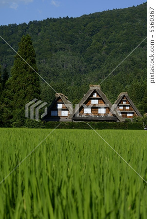 Shirakawago Shirakawago 5560367