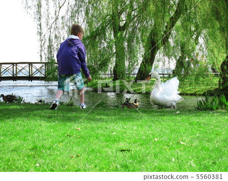 A boy feeding a swan A boy feeding a swan 5560381