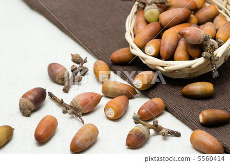 椎骨果實 5560414